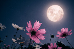 Selling: Flower moon.. He's on your mind.. but whats really.on his ..