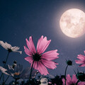 Selling: Flower moon.. He's on your mind.. but whats really.on his ..