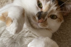   : Nova