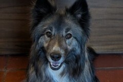   : Ember