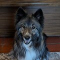   : Ember