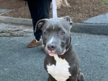   : Blu