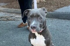   : Blu