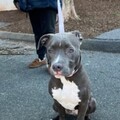   : Blu