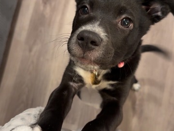   : Ruby