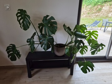 Vente: Monstera deliciosa
