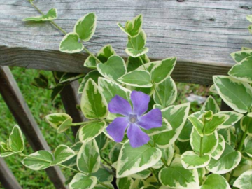 Vente: Vinca major grande pervenche panachée