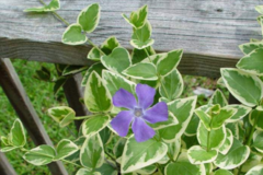 Sales: Vinca major grande pervenche panachée