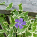 Sales: Vinca major grande pervenche panachée