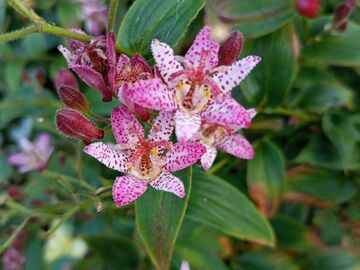 Vente: Lys crapaud / Tricyrtis