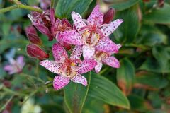 Sales: Lys crapaud / Tricyrtis