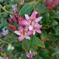 Sales: Lys crapaud / Tricyrtis