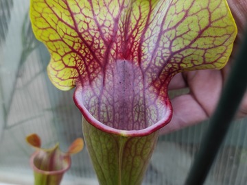 Vente: Sarracenia CV. 'Dantadelle' / Cultivar officiel / RARE