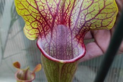 Sales: Sarracenia CV. 'Dantadelle' / Cultivar officiel / RARE