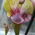 Sales: Sarracenia CV. 'Dantadelle' / Cultivar officiel / RARE