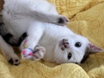   : Patches