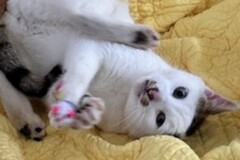   : Patches