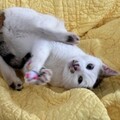   : Patches