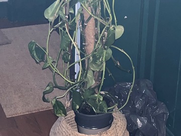 Don: Plante à donner