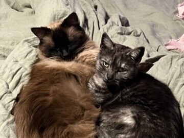  : Rue and Appa