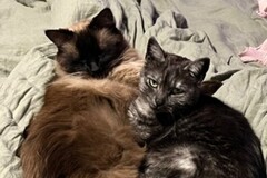  : Rue and Appa