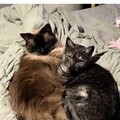  : Rue and Appa
