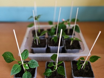 Vente: Impatiens Goutte de Sang Orange