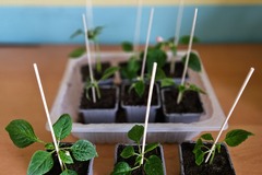 Sales: Impatiens Goutte de Sang Orange