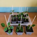 Sales: Impatiens Goutte de Sang Orange