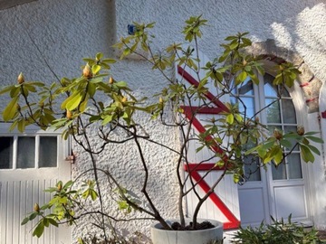 Vente: rhododendron 