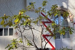 Sales: rhododendron 