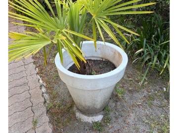 Vente: Palmier en pot 