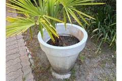Sales: Palmier en pot 