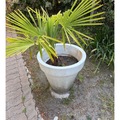 Sales: Palmier en pot 