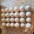 Selling with In-person Payment: Free range duck eggs