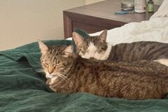   : Duke and Daisy