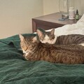   : Duke and Daisy