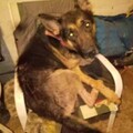   : Luca