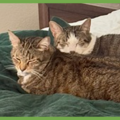  : Daisy and Duke