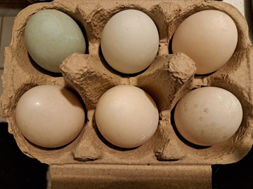 Selling with In-person Payment: Duck eggs for sale. 