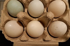 Selling with In-person Payment: Duck eggs for sale. 