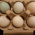 Selling with In-person Payment: Duck eggs for sale. 