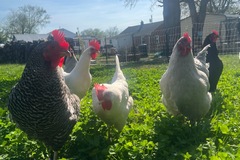 Selling with online payment: Fresh eggs 