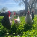 Selling with online payment: Fresh eggs 