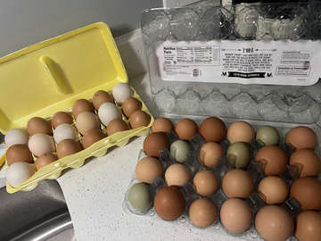 Selling with In-person Payment: Fresh eggs 
