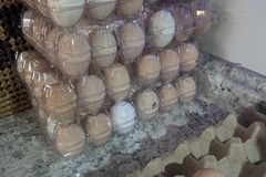 Selling with In-person Payment: Fresh Unwashed Eggs in Spanaway, WA
