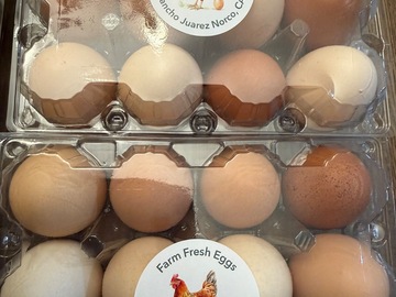 Selling with In-person Payment: Organic farm fresh chicken eggs Norco California 