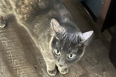   : Gary
