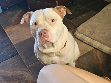   : Odin