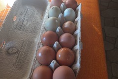 Selling with In-person Payment: Farm fresh hatching eggs 